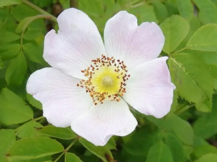 Weichblättrige Rose (Rosa mollis)