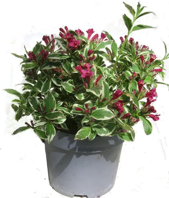 Weigela florida ‚Monet ‚® – Zwerg Weigelie