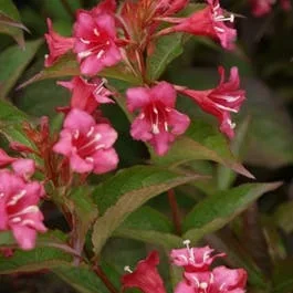 Weigela (Weigela ‚Bristol Ruby‘)