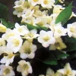 Weigela (Weigela ‚Candida‘)