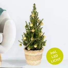 Weihnachtsbaum Gold mit 24 Kugeln + Beleuchtung | +/- 60 cm | ø 19 cm | Picea