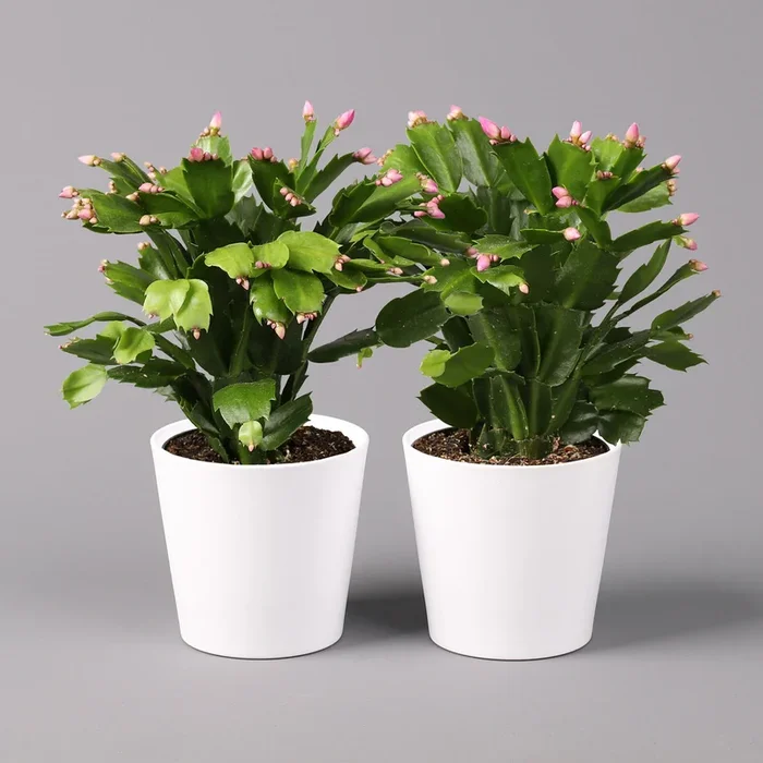 Weihnachtskaktus, rosa, mit Übertopf Dallas weiß, Topf-Ø 12 cm, 2 Pflanzen