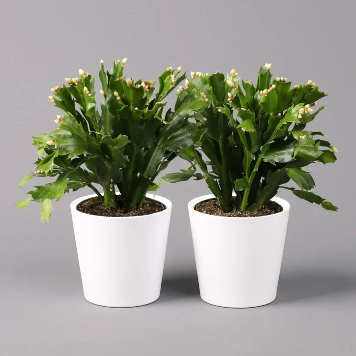 Weihnachtskaktus, weiß, mit Übertopf Dallas weiß, Topf-Ø 12 cm, 2 Pflanzen