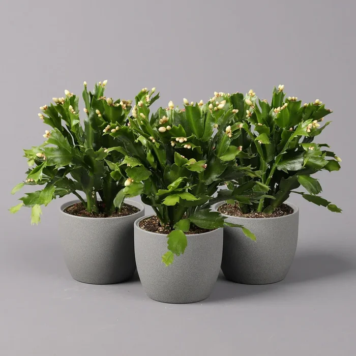Weihnachtskaktus, weiß, Topf-Ø 12 cm, 3 Pflanzen