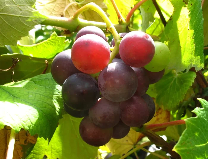 Weinrebe ‚Erdbeertraube‘, pilzresistent