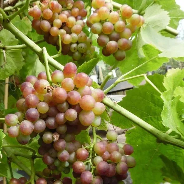 Weinrebe Bellarosso