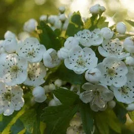 Weißdornhecke (Crataegus monogyna)