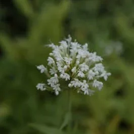 Weiße Baldrian (Centranthus ruber ‚Albus‘)