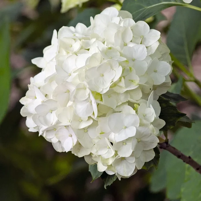Weiße Ballhortensie