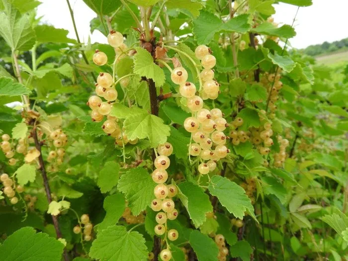 Weiße Johannisbeere „Weiße Versailler“