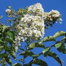 Weiße Lagerstroemia als Baum (Lagerstroemia indica)