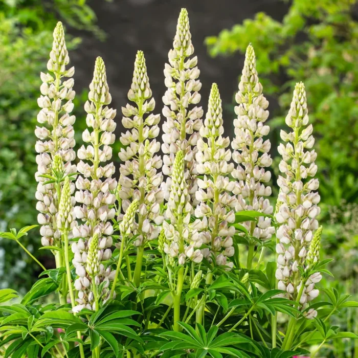 Weiße Lupine – 3 Stück