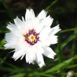 Weiße Strohblume (Catananche caerulea ‚Alba‘)