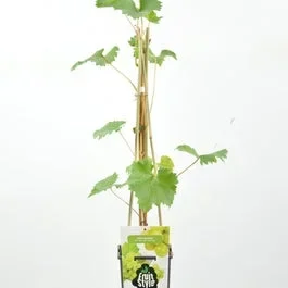 Weiße Traube (Vitis ‚Solaris‘)
