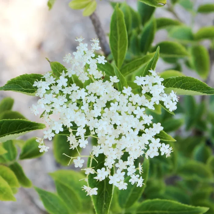 Weisser Holunder ‚Albida‘