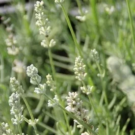 Weißer Lavendel (Lavandula angustifolia ‚Nana Alba‘ )