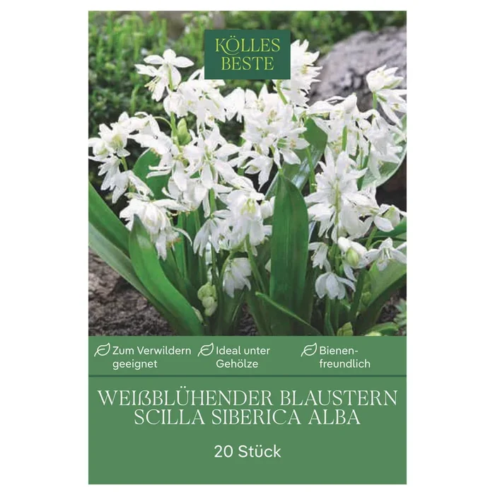 Weißes Blausternchen (Scilla Silberica alba) weiß, 20 Blumenzwiebeln