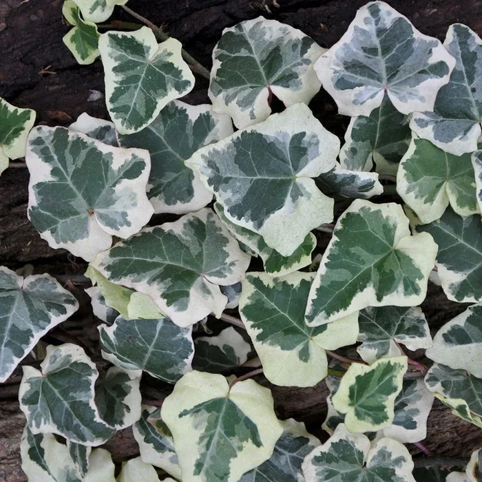 Weißgrüner Efeu, Hedera helix ‚Marginata Elegantissima‘, 2er Set, im 2 l Topf