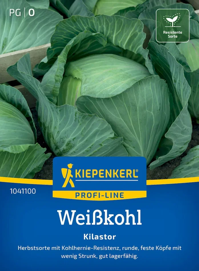 Weißkohlsamen Kilastor, F1