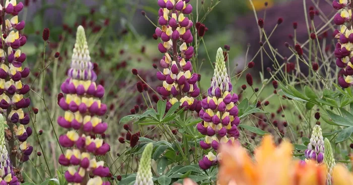 Westcountry Lupine ‚Manhattan Lights‘