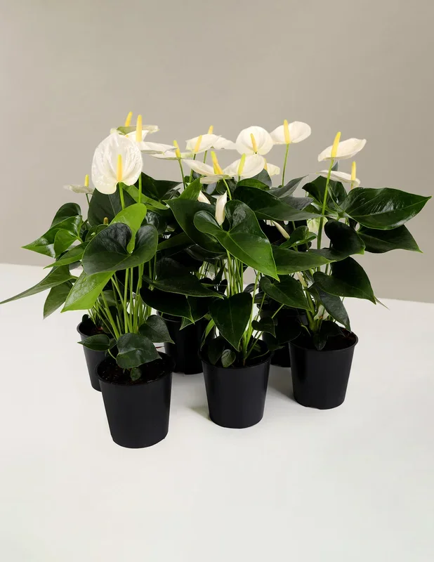 White Anthurium Party Pack
