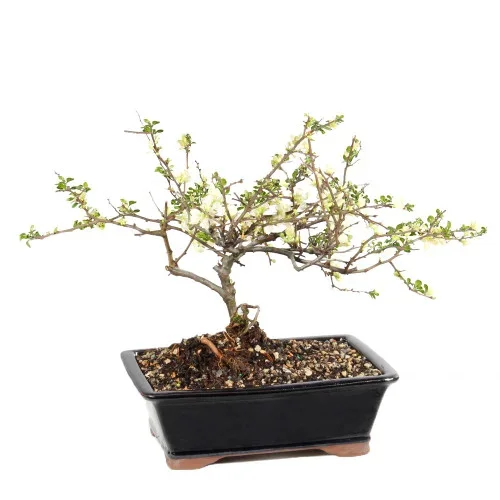 White Chojubai Quince – ST1224WCQ-L