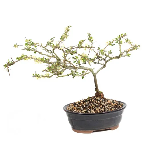 White Chojubai Quince – ST1224WCQ-X