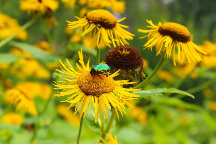 Wiesen-Alant (Inula britannica) „Bio“