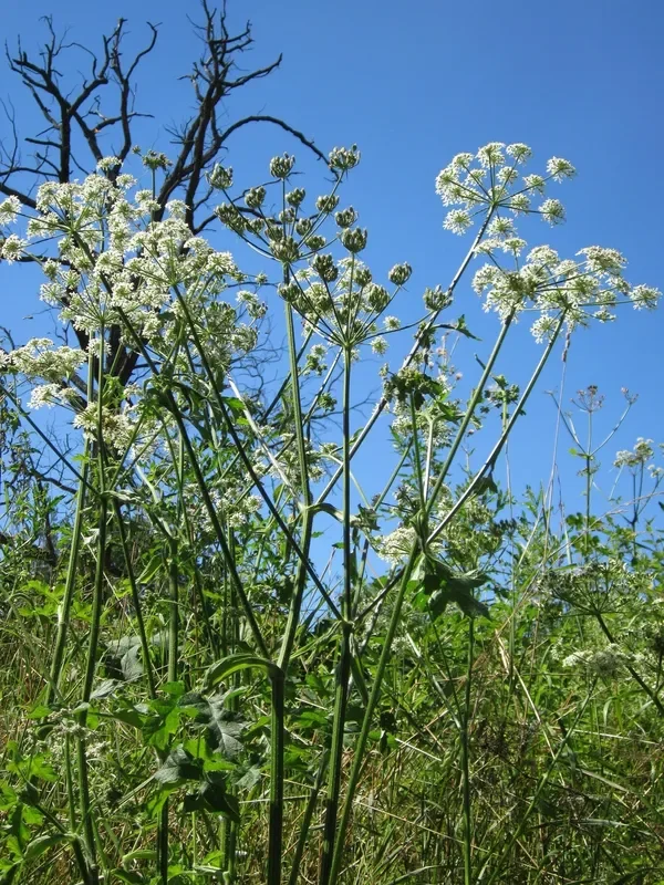Wiesen-Bärenklau (Heracleum sphondylium) „Bio“