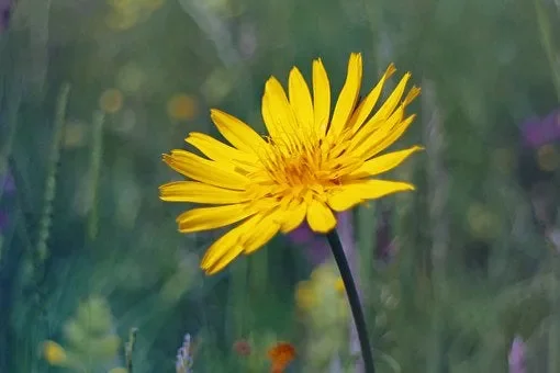 Wiesen-Bocksbart (Tragopogon pratensis)
