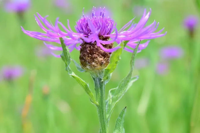 Wiesen-Flockenblume (Centaurea jacea)