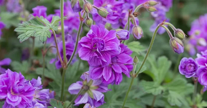 Wiesen-Storchschnabel ‚Plenum Violaceum‘