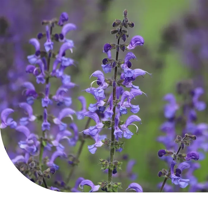 Wiesensalbei – Bienenpflanze für kalkhaltigen Boden