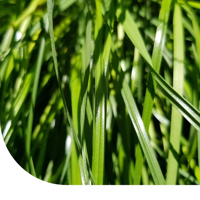 Wiesenschweidel – Festulolium | MRS Seeds