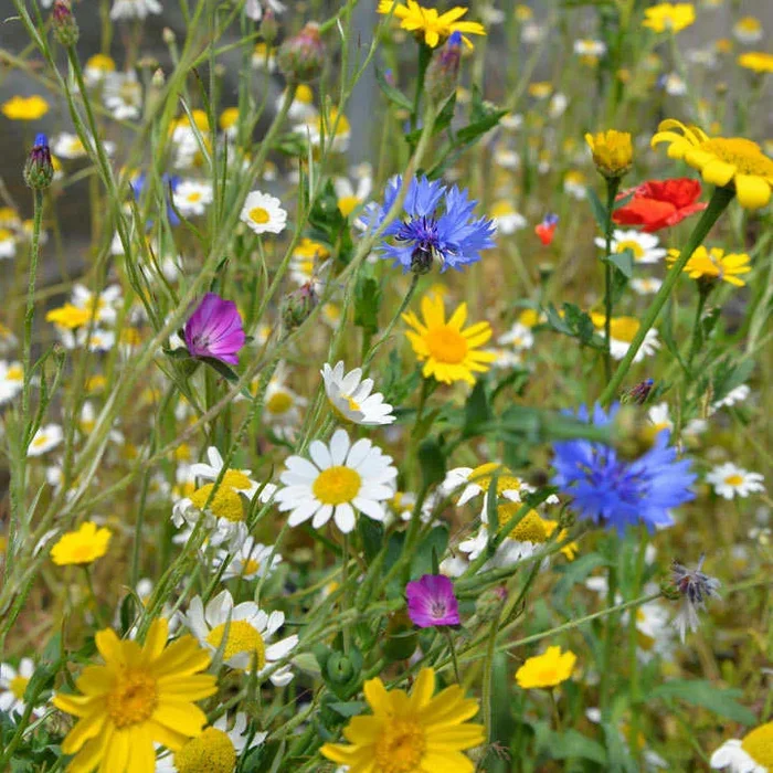 Wild Mix – Bumblebee Friendly Flowers