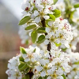 Wildbirne, Wald-Birnbaum (Pyrus communis)