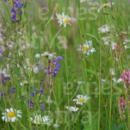 Wildblumenrasen – Mischung