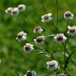 Wilde Bertram (Achillea ptarmica)
