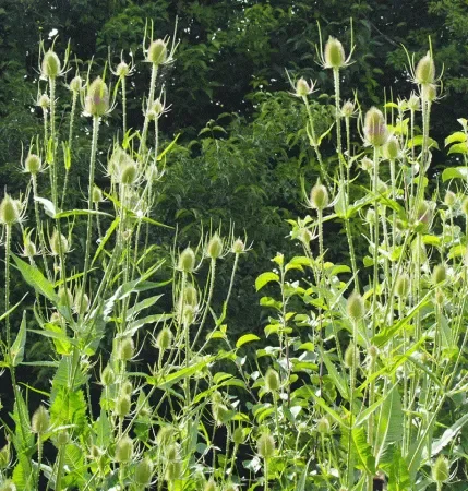 Wilde Karde (Dipsacus fullonum) „Bio“