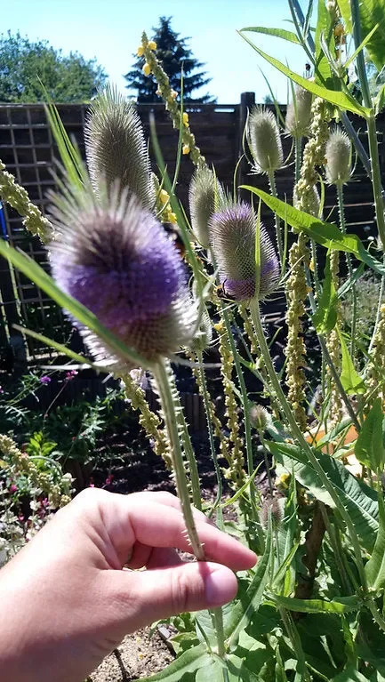 Wilde Karde (Dipsacus fullonum)