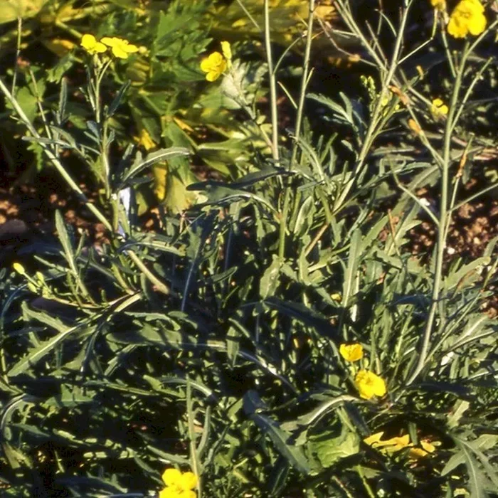 Wilde Rauke (Bio-Saatgut), Diplotaxis tenuifolia
