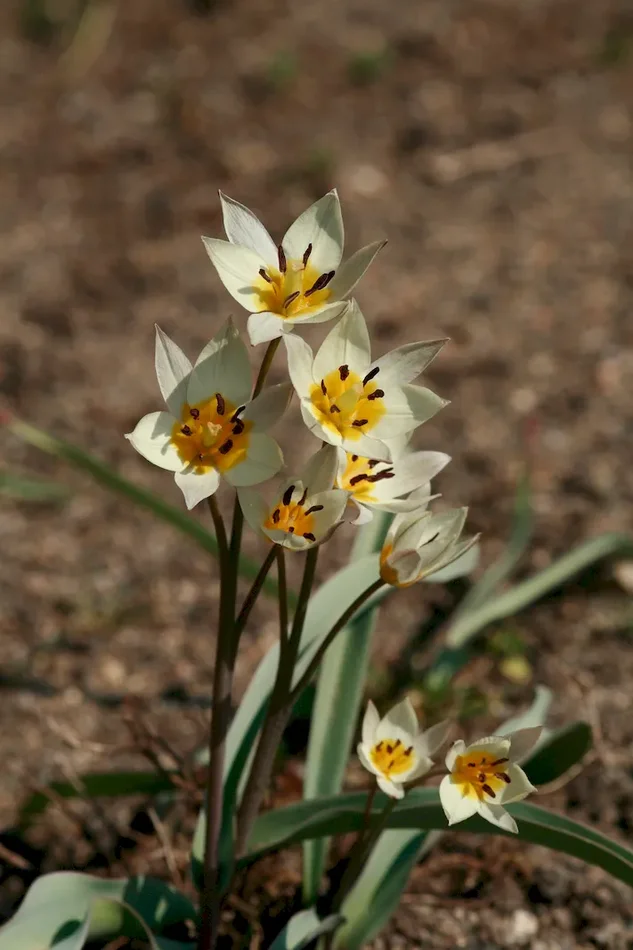 Wilde Tulpen