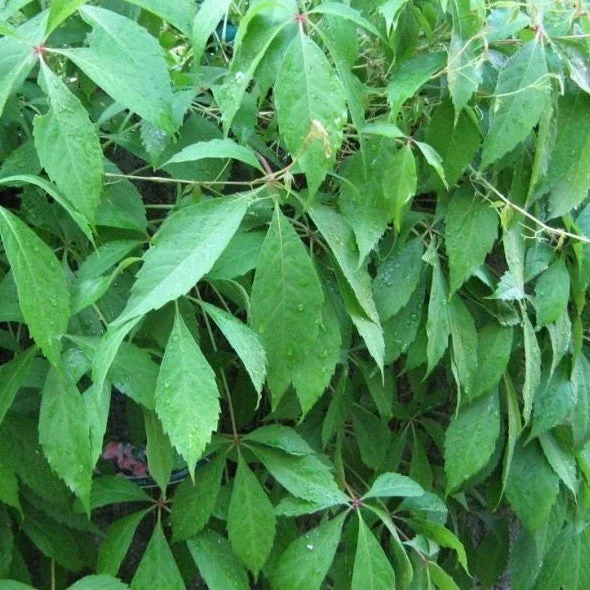 Wilder Mauerwein ‚Engelmannii‘