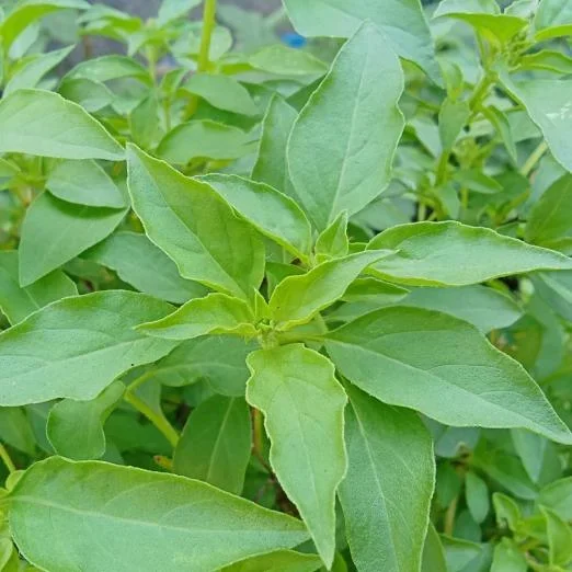 Wildes Basilikum ‚Temperate Tulsi’Pflanze