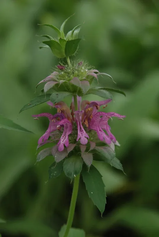 Wildes Bergamott – Monarda fistulosa