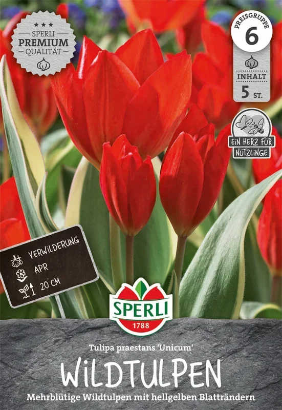 Wildtulpe Unicum (5 Stück)