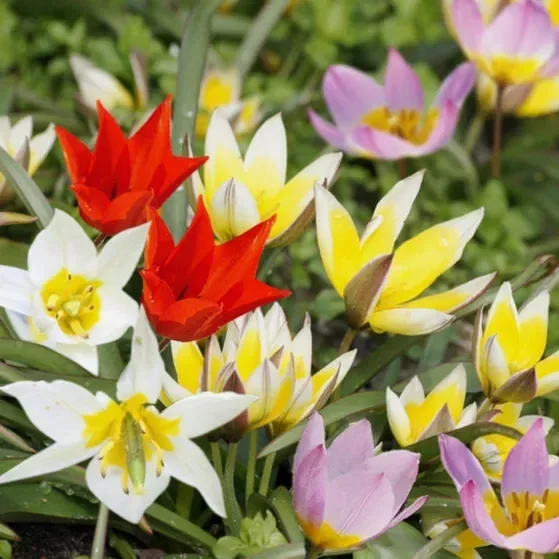 Wildtulpen – Mischung H Biozwiebeln 15 Stück