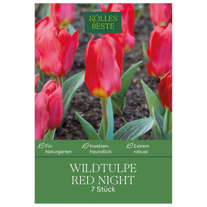 Wildtulpen ‚Red Night‘, rot, Größe 11/12, 7 Blumenzwiebeln