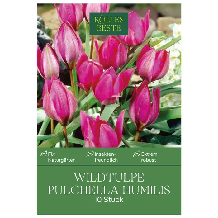 Wildtulpen Pulchella Humilis rosa, 10 Blumenzwiebeln