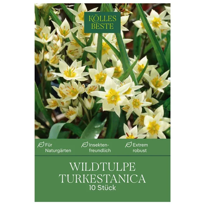 Wildtulpen Turkestanica weiß, 10 Blumenzwiebeln